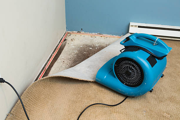Best Water damage cleanup near me  in Energy, IL